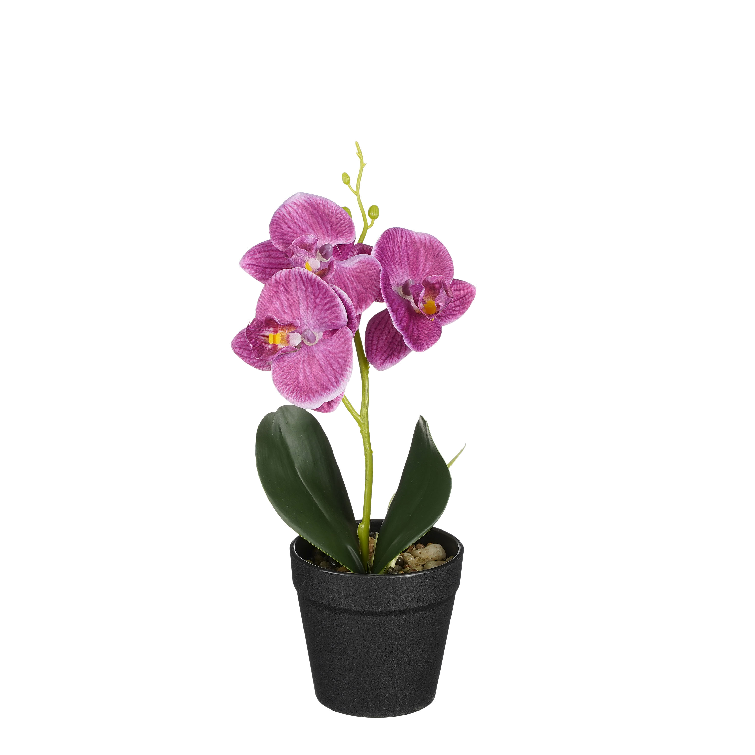 Phalaenopsis im Topf violett 25cm ORCHIDEE