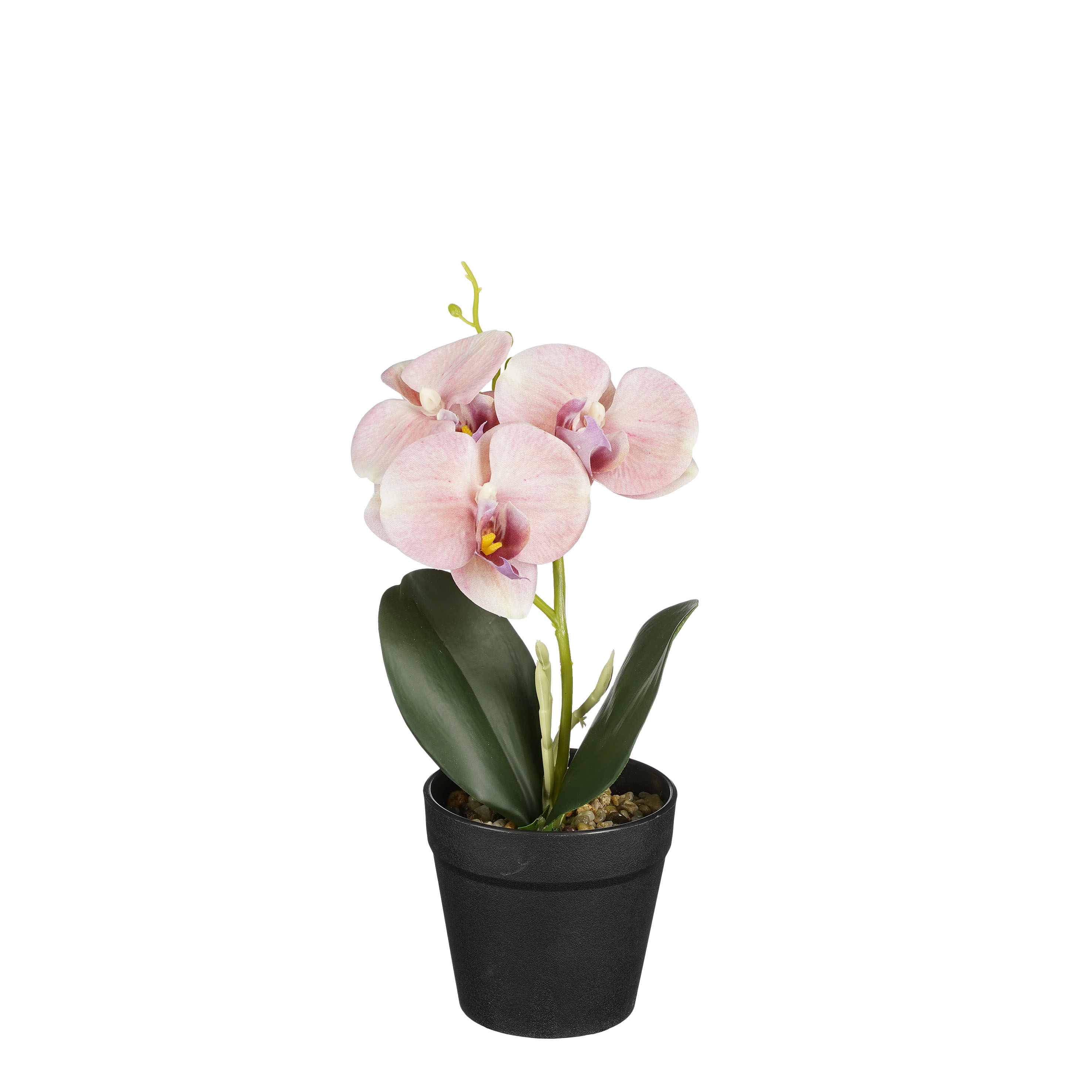 Phalaenopsis im Topf pfirsich 25cm ORCHIDEE