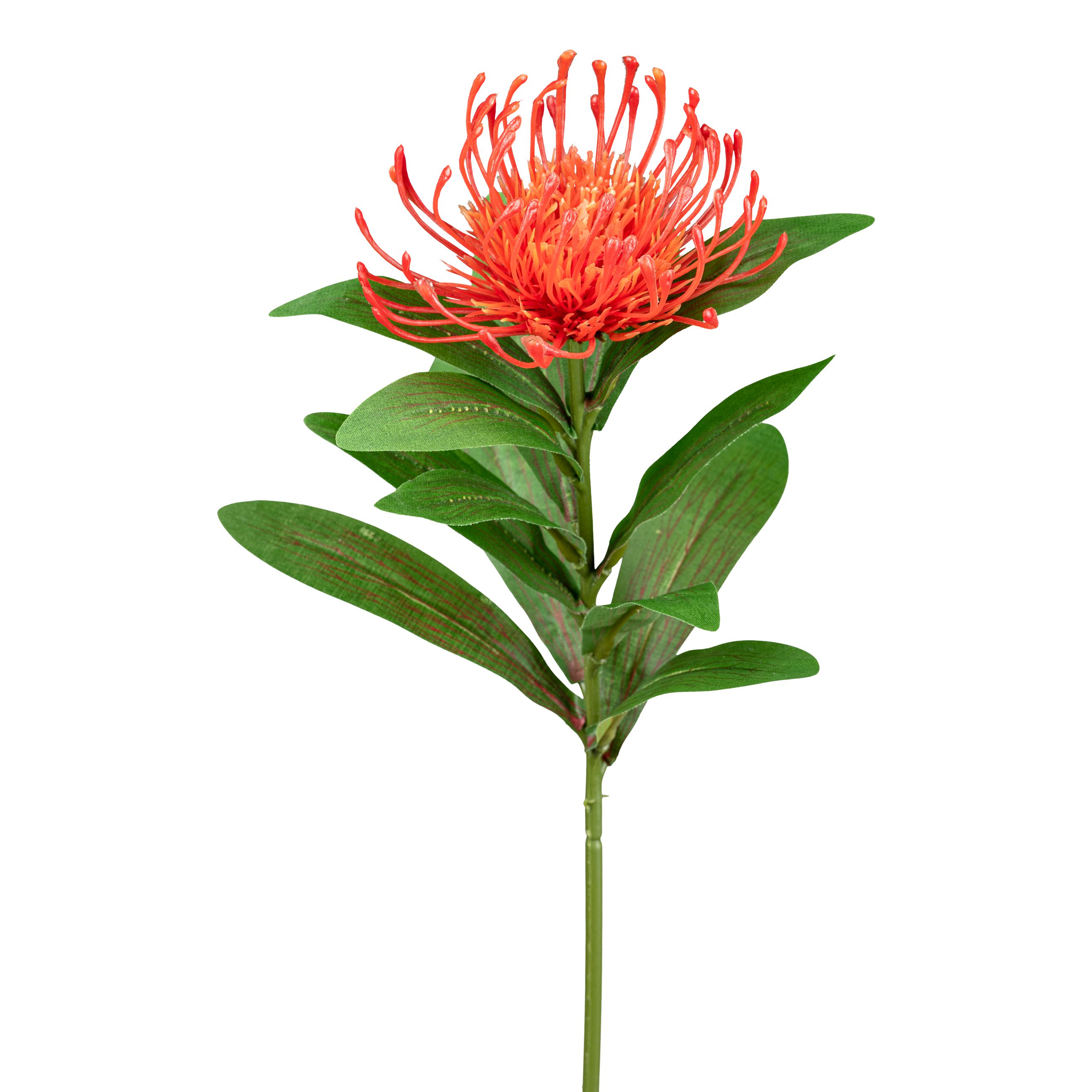 Deko-Blume 64cm NADELKISSENPROTEA