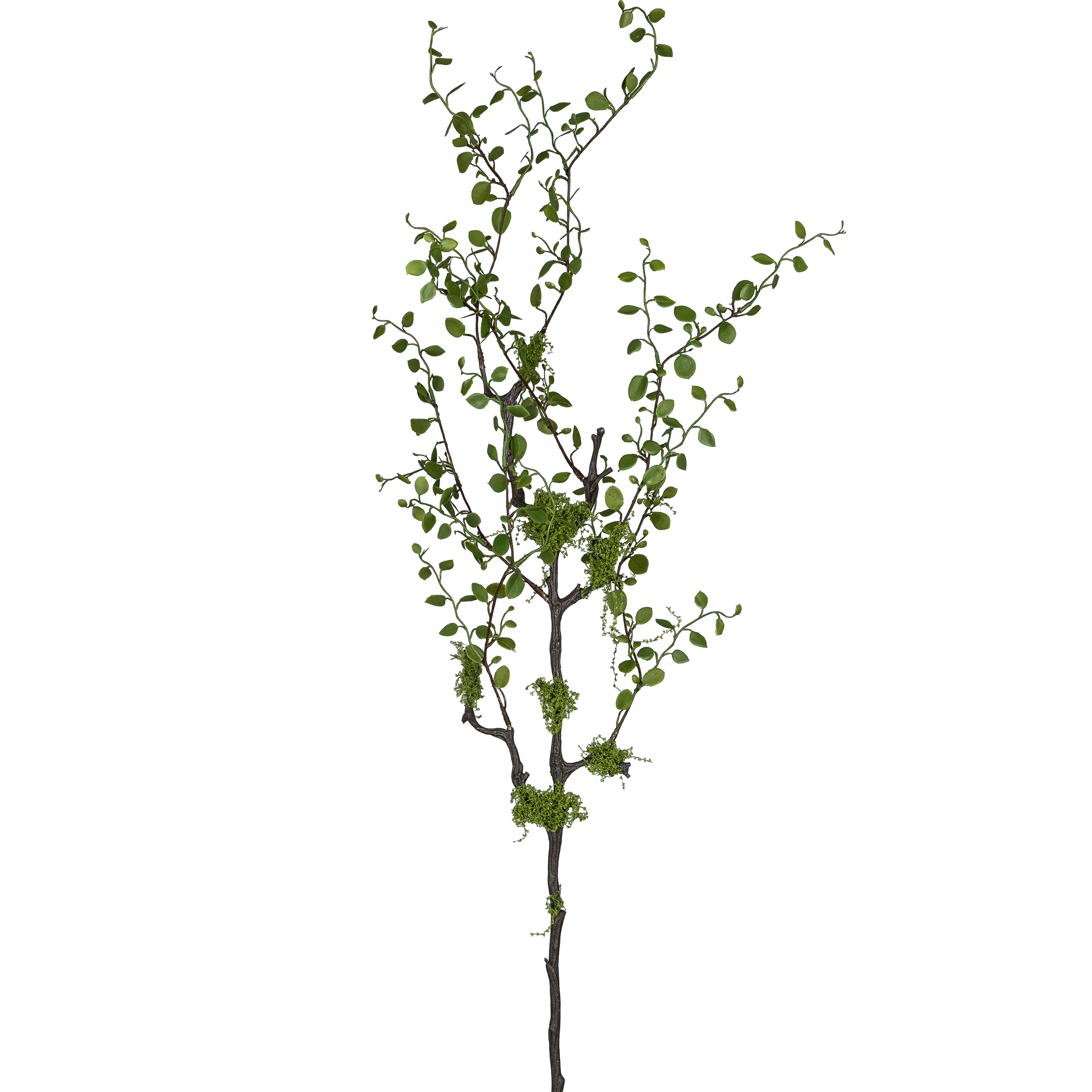 Mühlenbeckiazweig FLOWERS